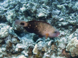 81 Bullethead Parrotfish Male IMG 2416